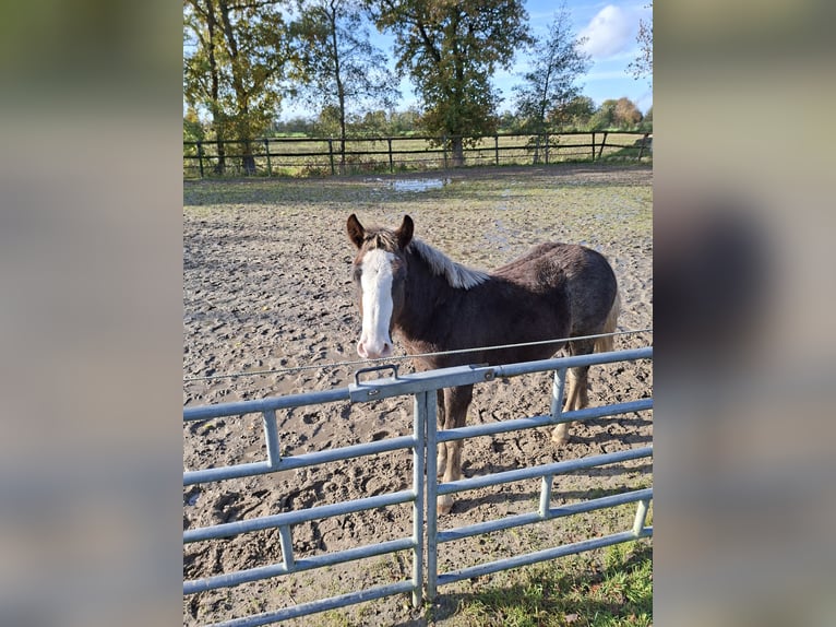 Cavallo della foresta nera Stallone Puledri (04/2025) Sauro scuro in Surhuizum