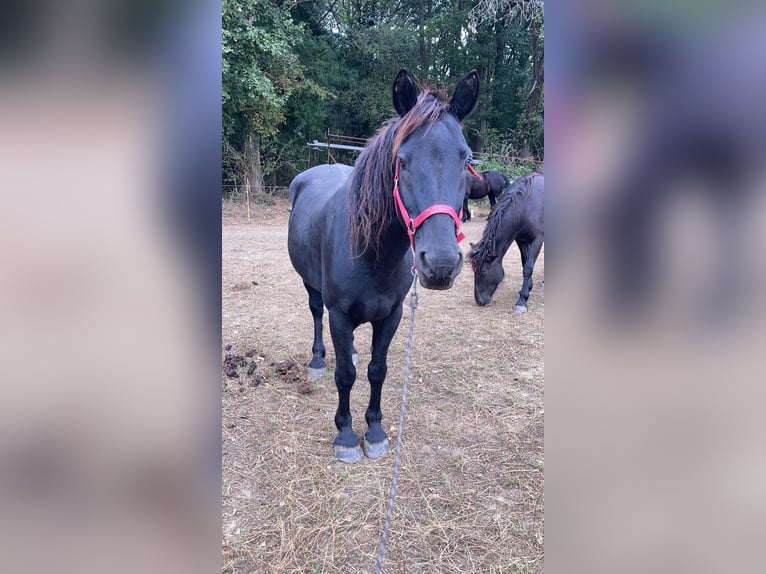 Cavallo di Merens Castrone 14 Anni 150 cm Morello in Toulouse