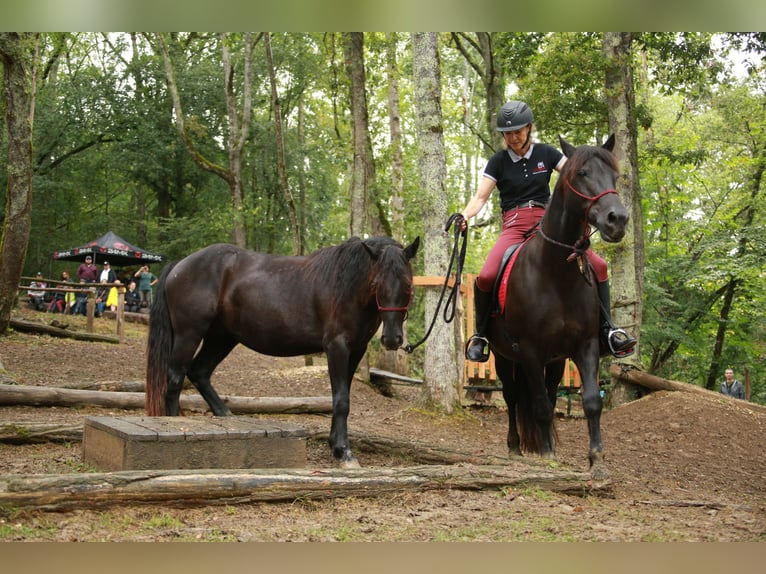 Cavallo di Merens Castrone 3 Anni 150 cm Morello in Caumont