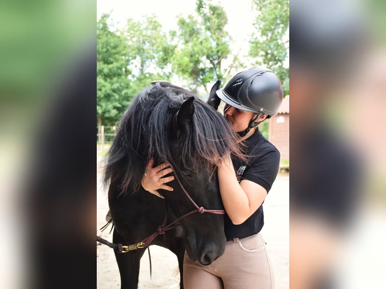 Cavallo di Merens Castrone 3 Anni 150 cm Morello in Caumont