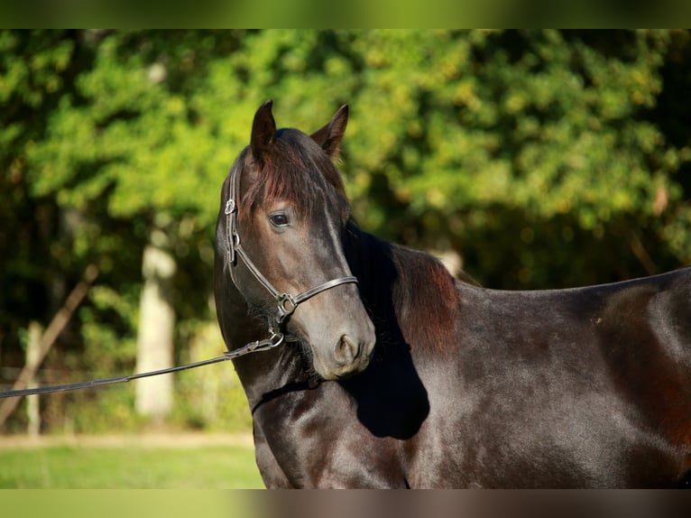Cavallo di Merens Castrone 3 Anni 150 cm Morello in CAUMONT