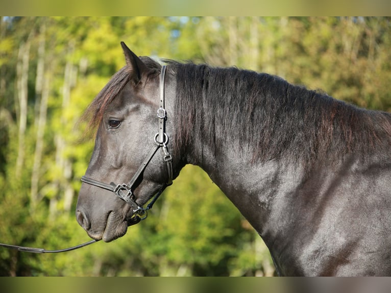 Cavallo di Merens Castrone 4 Anni 150 cm Morello in CAUMONT