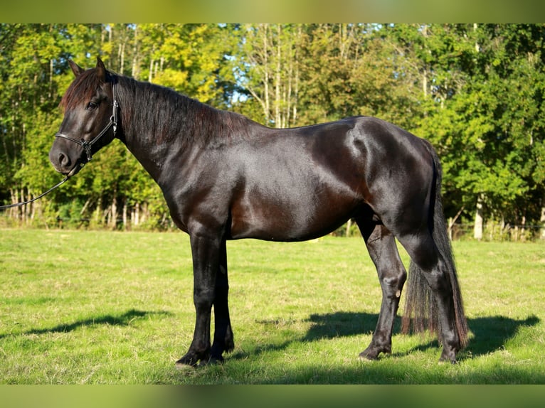 Cavallo di Merens Castrone 4 Anni 150 cm Morello in CAUMONT