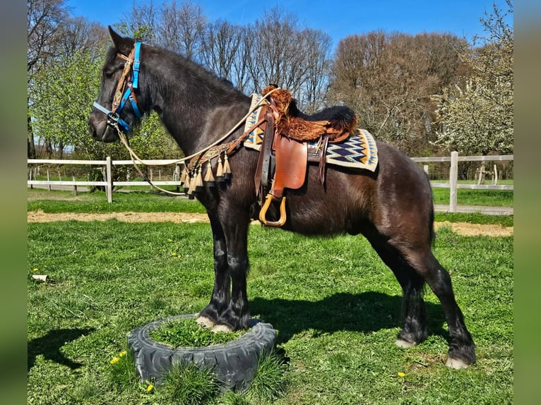 Cavallo di Merens Mix Castrone 4 Anni 155 cm Morello in Linkenbach