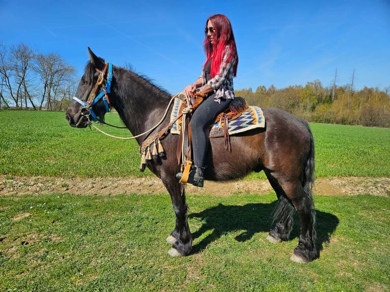 Cavallo di Merens Mix Castrone 4 Anni 155 cm Morello in Linkenbach