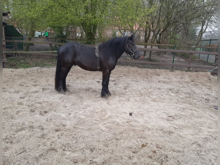 Cavallo di Merens Castrone 5 Anni 155 cm Morello in Brinkum