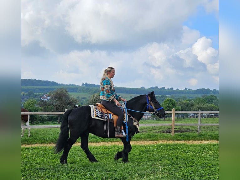 Cavallo di Merens Castrone 6 Anni 151 cm Morello in Linkenbach