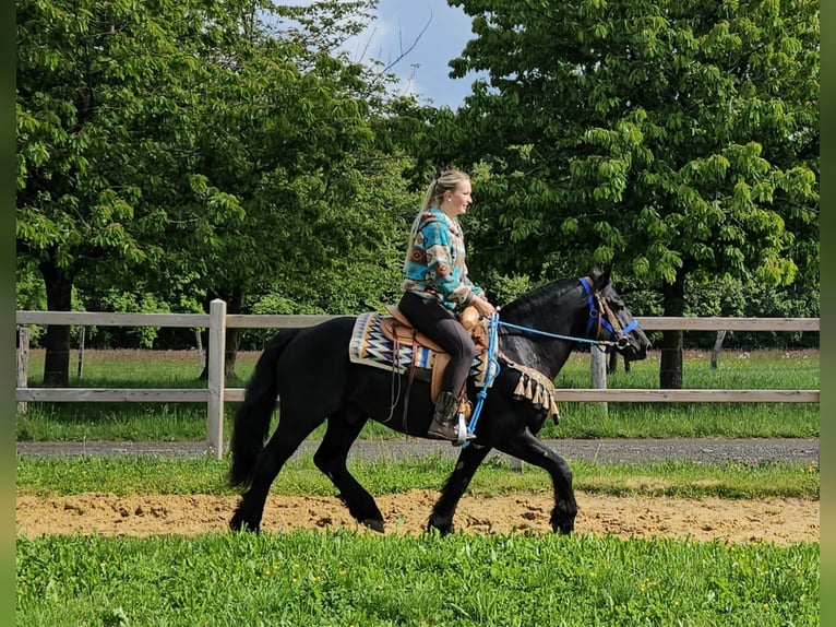 Cavallo di Merens Castrone 6 Anni 151 cm Morello in Linkenbach