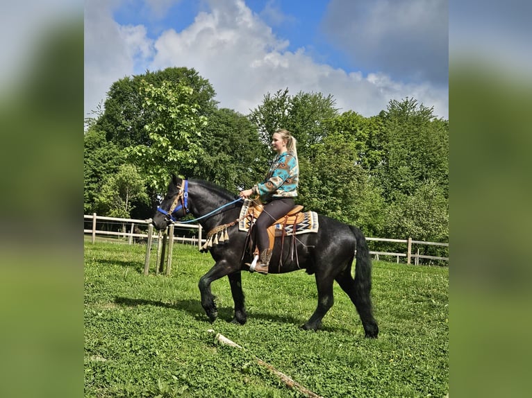 Cavallo di Merens Castrone 6 Anni 151 cm Morello in Linkenbach