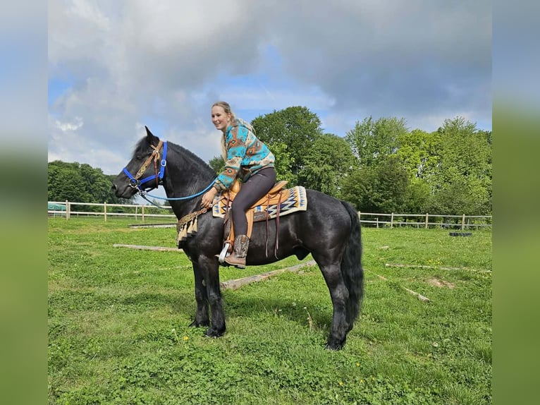 Cavallo di Merens Castrone 6 Anni 151 cm Morello in Linkenbach