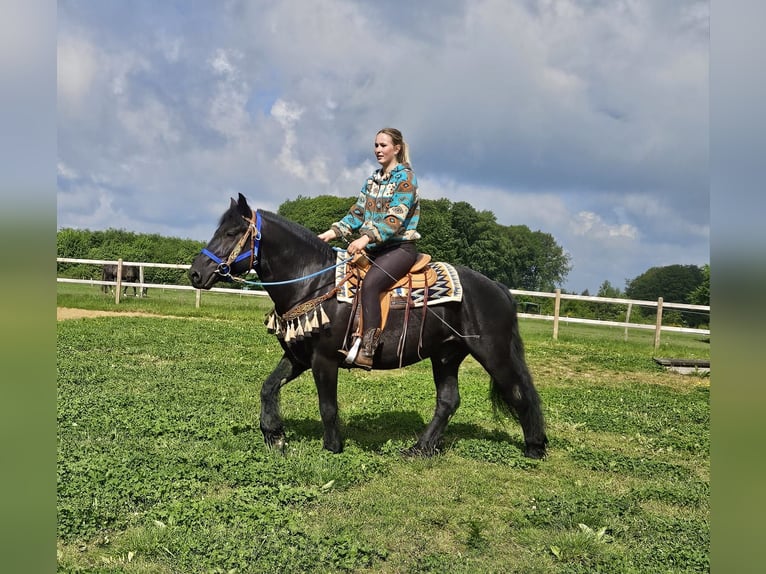 Cavallo di Merens Castrone 6 Anni 151 cm Morello in Linkenbach