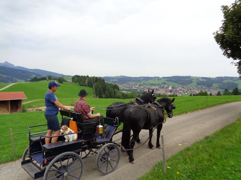 Cavallo di Merens Castrone 7 Anni 165 cm Morello in Wertach