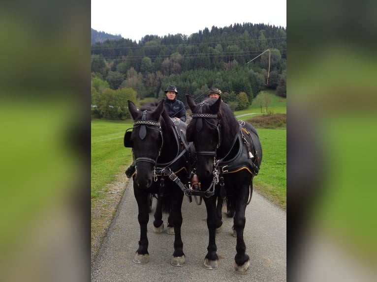 Cavallo di Merens Castrone 7 Anni 165 cm Morello in Wertach