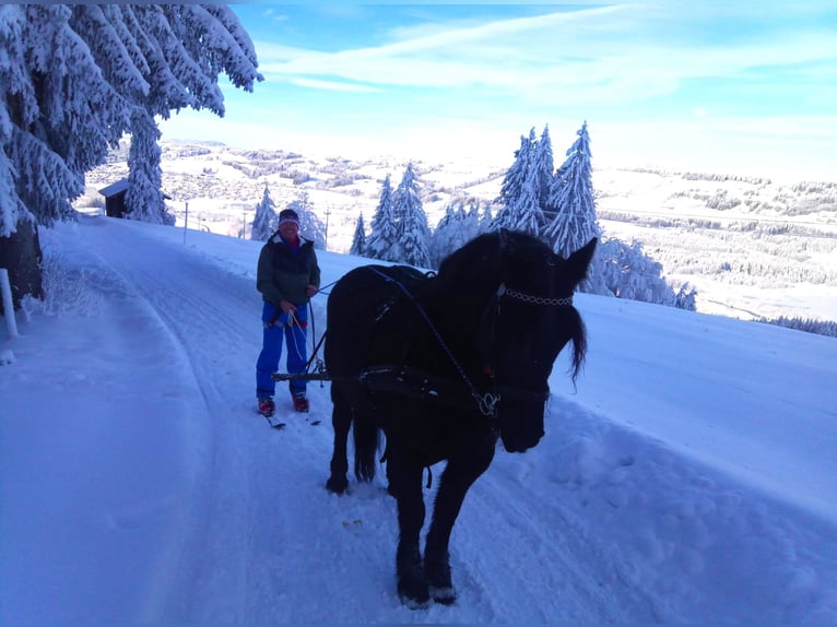 Cavallo di Merens Castrone 7 Anni 165 cm Morello in Wertach