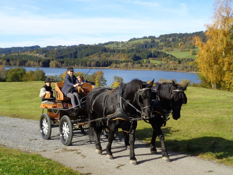 Cavallo di Merens Castrone 7 Anni 165 cm Morello in Wertach