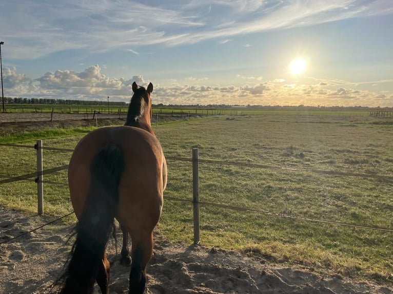 Cavallo di Merens Mix Castrone 9 Anni 156 cm Baio in Aarlanderveen