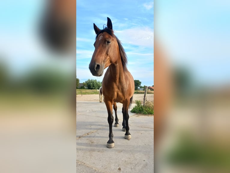 Cavallo di Merens Mix Castrone 9 Anni 156 cm Baio in Aarlanderveen