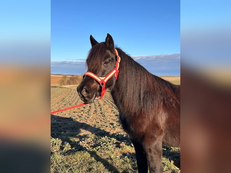 Cavallo di Merens Mix Giumenta 11 Anni 130 cm Morello in Steinsoultz