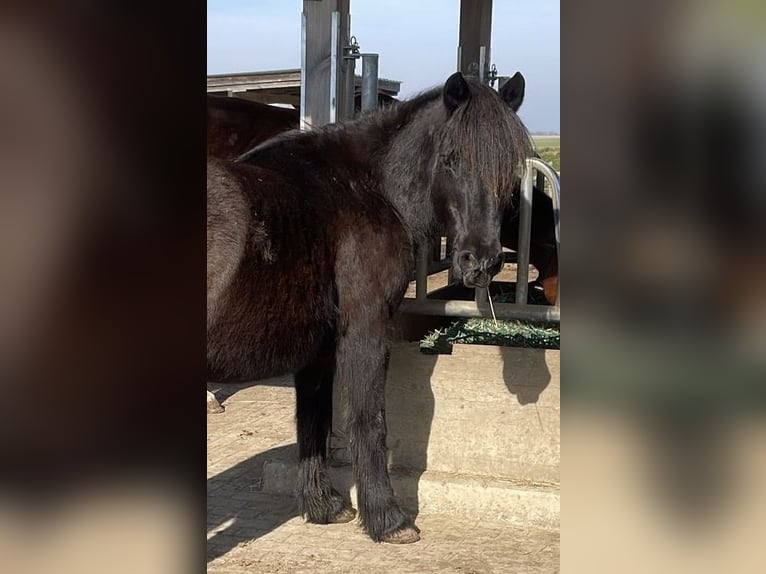 Cavallo di Merens Mix Giumenta 11 Anni 130 cm Morello in Steinsoultz