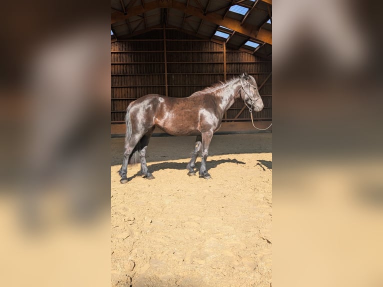 Cavallo di Merens Giumenta 2 Anni Morello in Caumont
