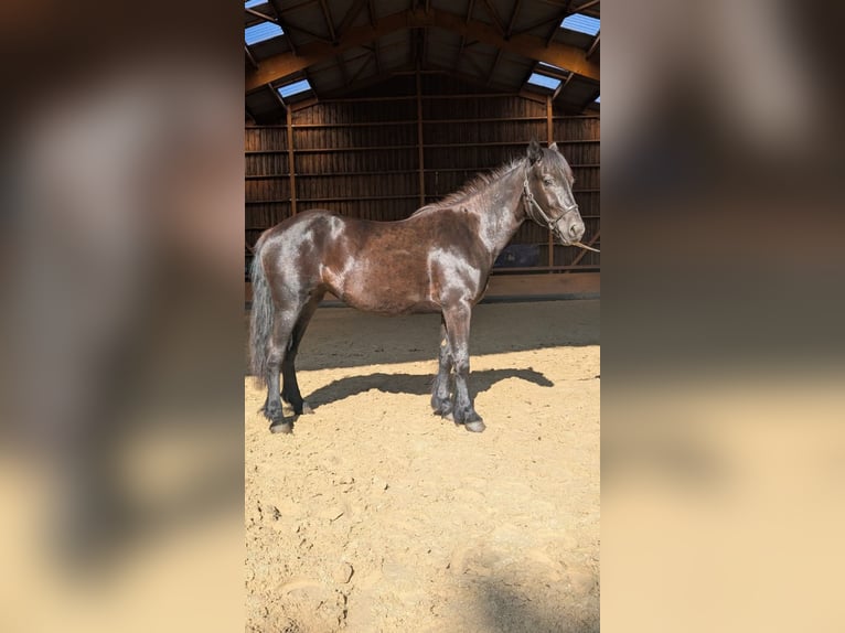 Cavallo di Merens Giumenta 2 Anni Morello in Caumont