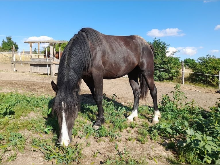 Cavallo di Merens Mix Giumenta 3 Anni 150 cm in Spannberg