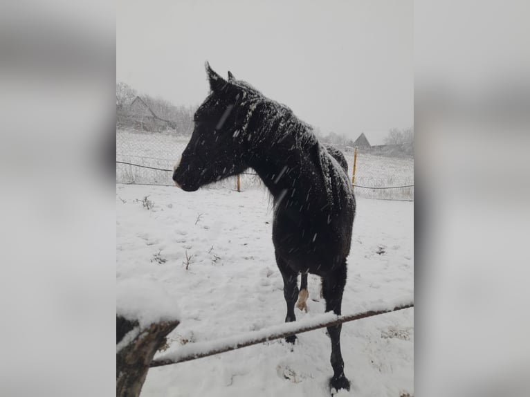 Cavallo di Merens Mix Giumenta 3 Anni 150 cm in Spannberg