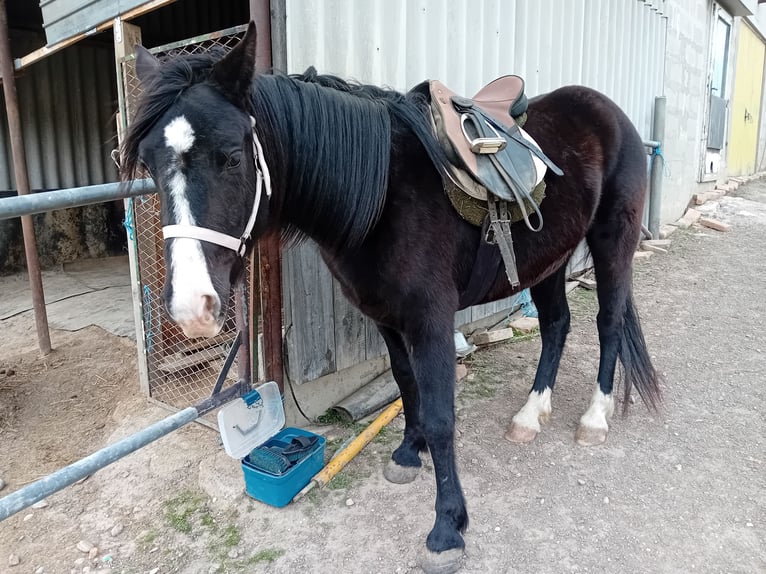 Cavallo di Merens Mix Giumenta 3 Anni 150 cm in Spannberg