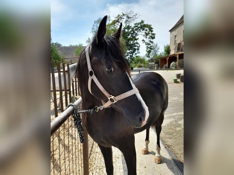 Cavallo di Merens Mix Giumenta 3 Anni 150 cm in Spannberg