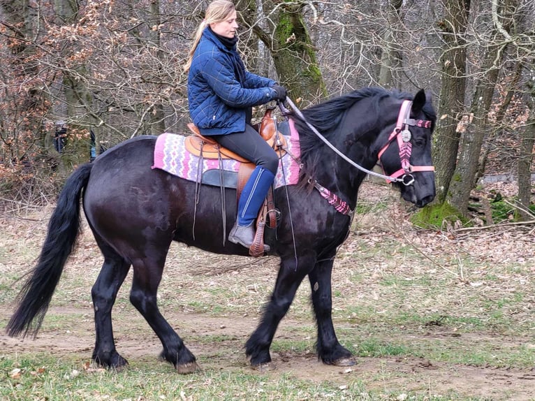 Cavallo di Merens Giumenta 5 Anni 156 cm Morello in Linkenbach