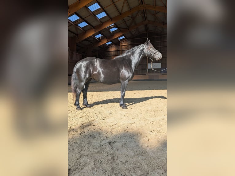 Cavallo di Merens Giumenta 7 Anni 152 cm Morello in Caumont