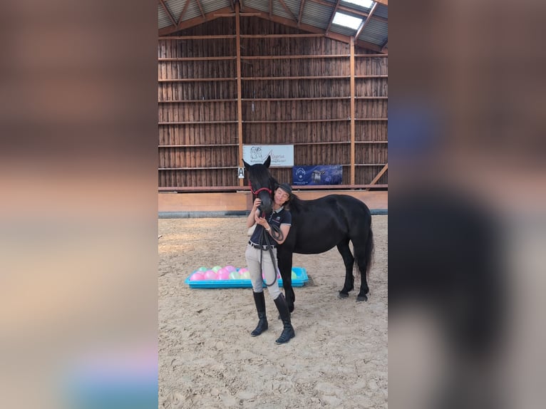 Cavallo di Merens Giumenta 7 Anni 152 cm Morello in Caumont