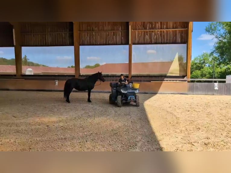 Cavallo di Merens Giumenta 7 Anni 152 cm Morello in Caumont