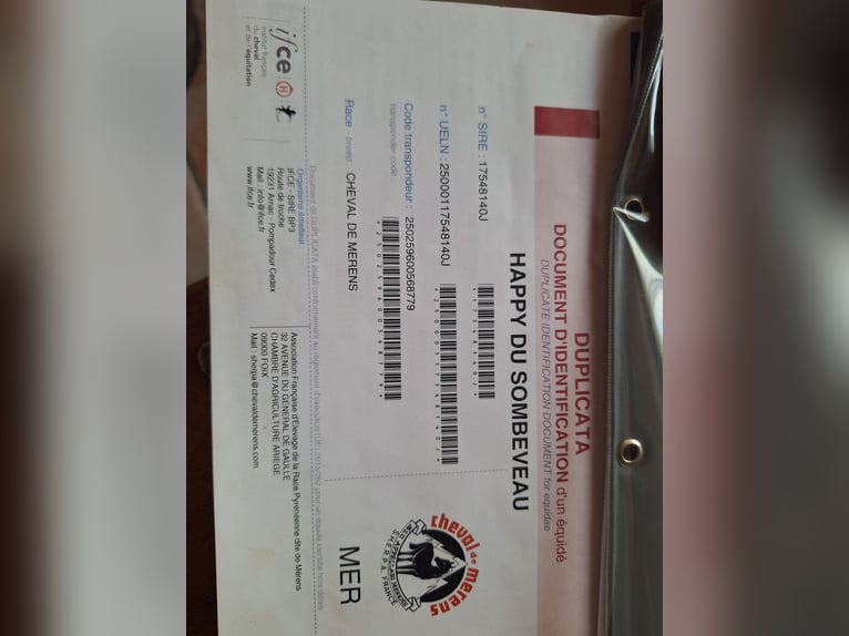 Cavallo di Merens Giumenta 8 Anni 150 cm Morello in Bierbeek