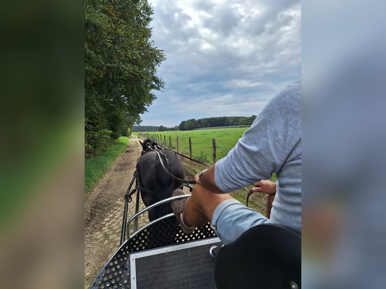 Cavallo di Merens Giumenta 8 Anni 150 cm Morello in Bierbeek