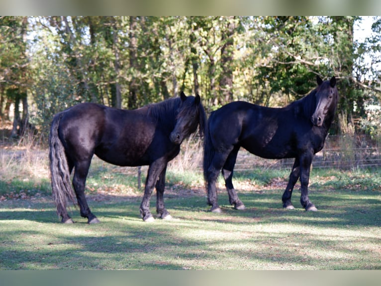 Cavallo di Merens Giumenta 9 Anni 150 cm Morello in La Barthe de neste