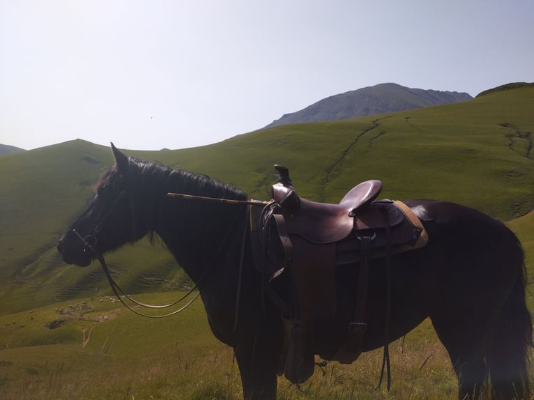 Cavallo di Merens Giumenta 9 Anni 152 cm Morello in La Barthe de neste