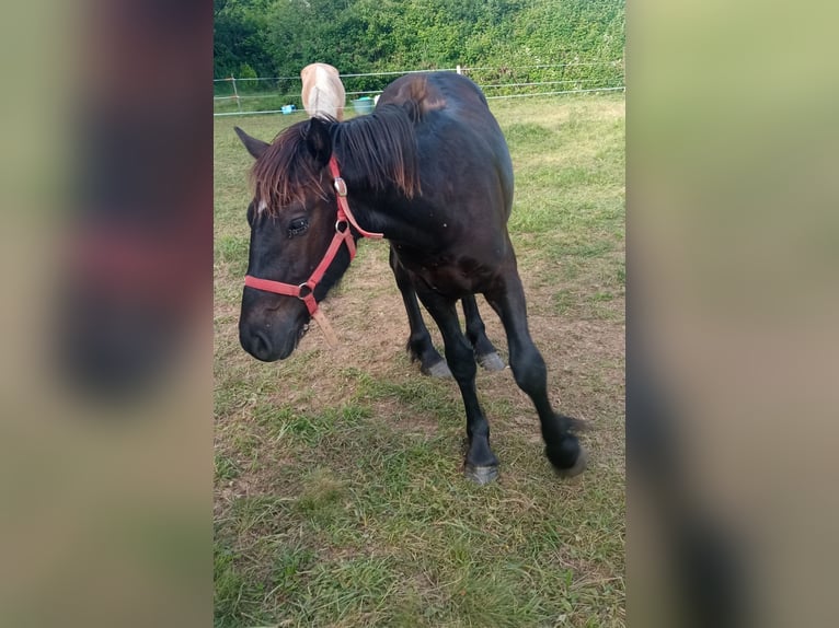 Cavallo di Merens Stallone 1 Anno Morello in Saint Gaudens