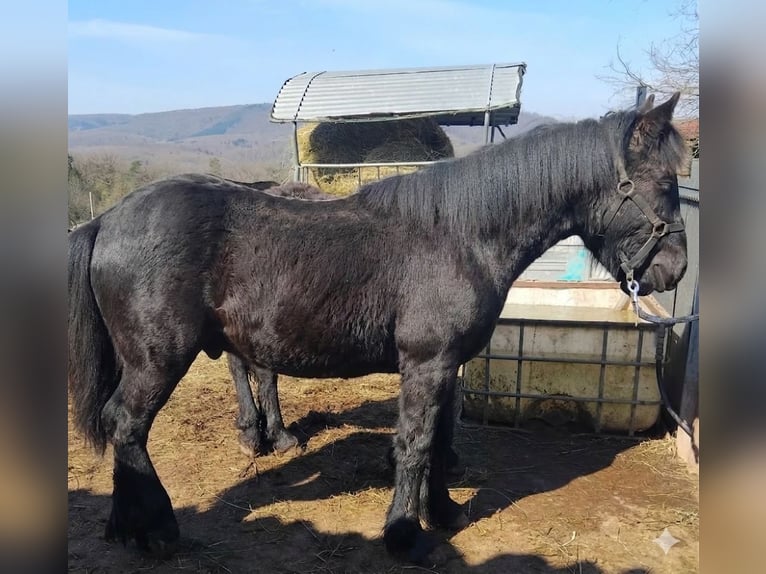 Cavallo di Merens Stallone 1 Anno Morello in Laneuveville-en-Saulnois