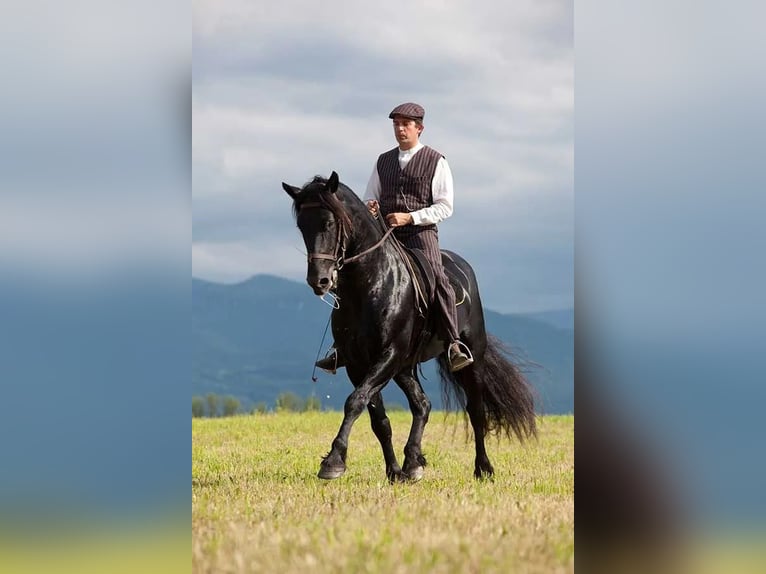 Cavallo di Merens Stallone 22 Anni 158 cm Morello in CAUMONT