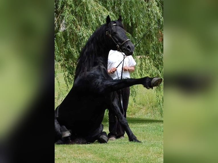 Cavallo di Merens Stallone 22 Anni 158 cm Morello in CAUMONT