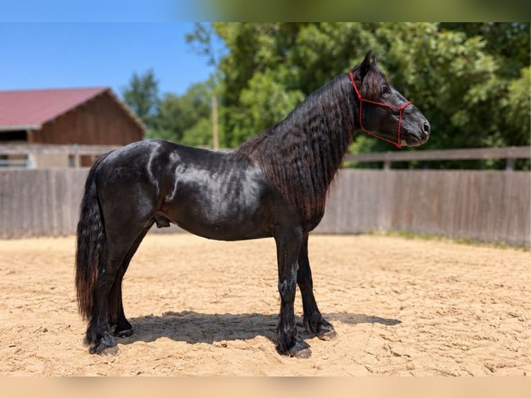 Cavallo di Merens Stallone 2 Anni Morello in Caumont