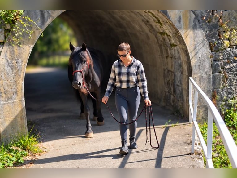 Cavallo di Merens Stallone 2 Anni Morello in Caumont
