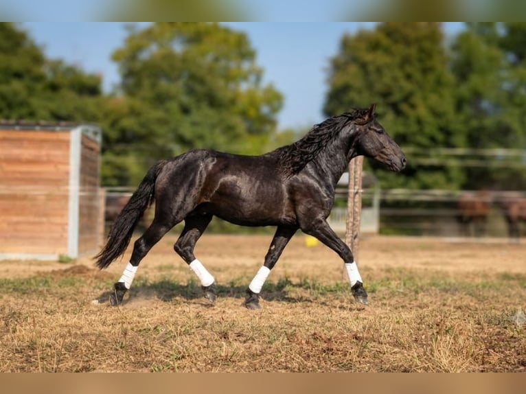 Cavallo di Merens Stallone 3 Anni Morello in Caumont