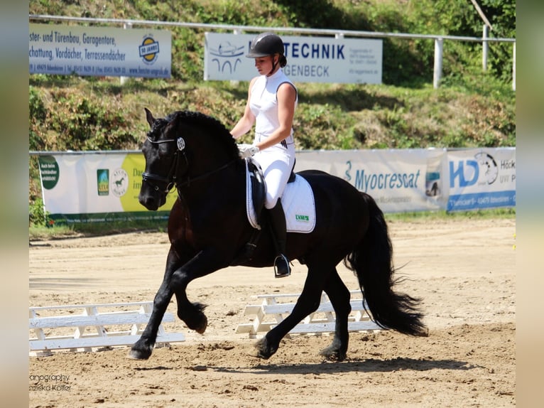 Cavallo di Merens Stallone 9 Anni 150 cm Morello in Ibbenbüren