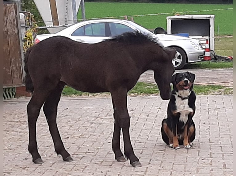 Cavallo di Merens Stallone in Ibbenb&#xFC;ren