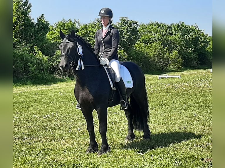 Cavallo di Merens Stallone in Ibbenb&#xFC;ren
