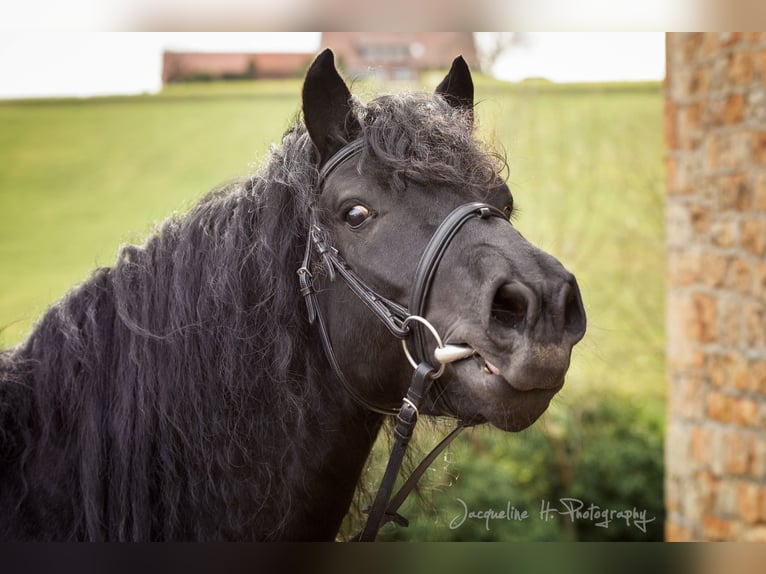 Cavallo di Merens Stallone in Ibbenbüren