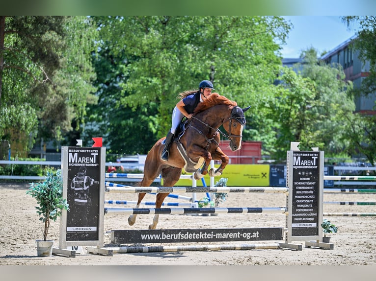 Cavallo finlandese Castrone 11 Anni 174 cm Sauro in Schlins