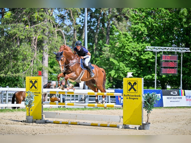 Cavallo finlandese Castrone 11 Anni 174 cm Sauro in Schlins
